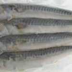 Blast frozen Small Joey Mackerel ( 4 per pack )