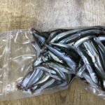 Sand Eels Bulk Pack