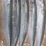 Blast frozen Small Joey Mackerel ( 5-6 per pack ) (Multi-buy offer)